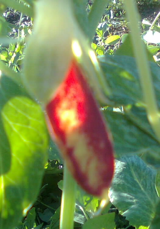 Red Podded Pea